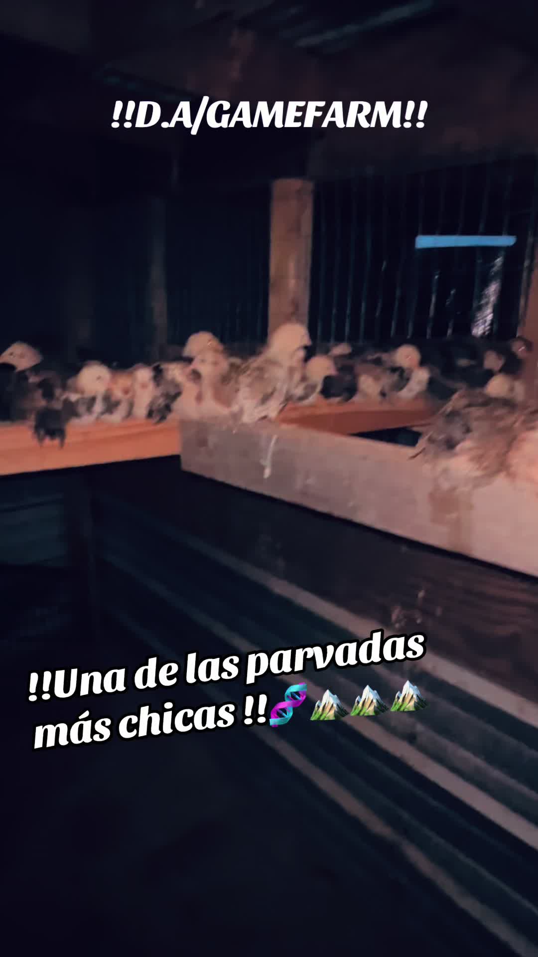 @DAgamefarm