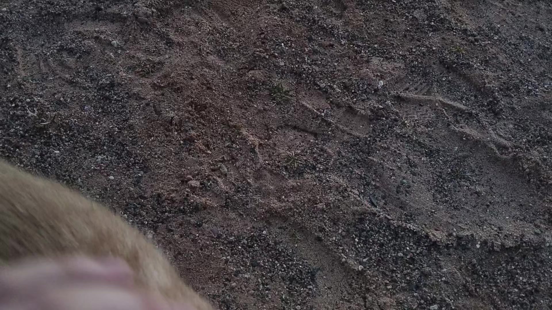 @рена ТРУ КОШКОДЕВОЧКА мурмяу