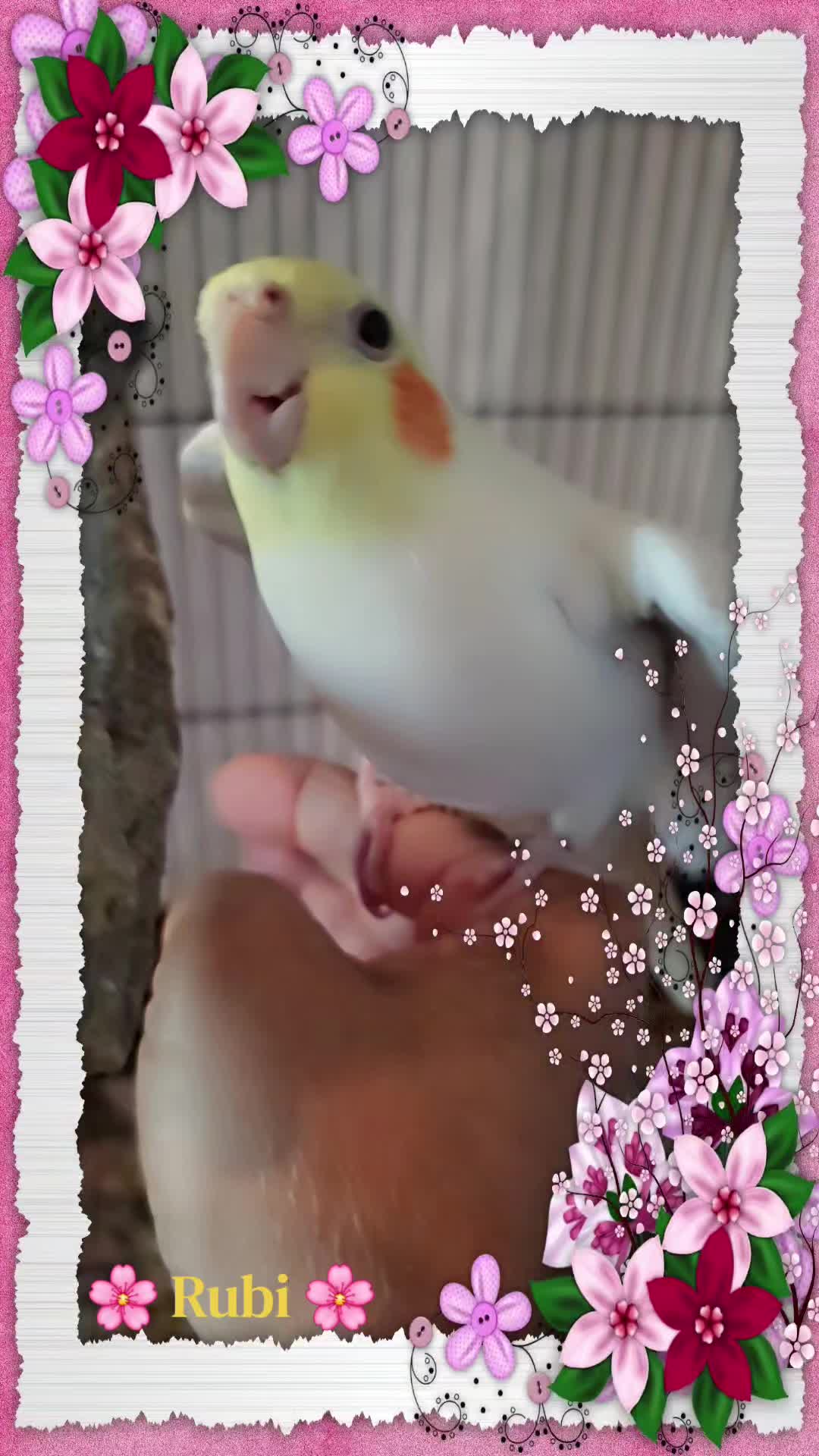 @🦋🇵🇷Mom of Parrots🇵🇷🦋