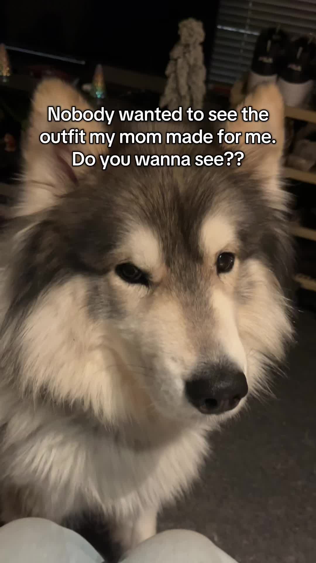 @Echo The Husky