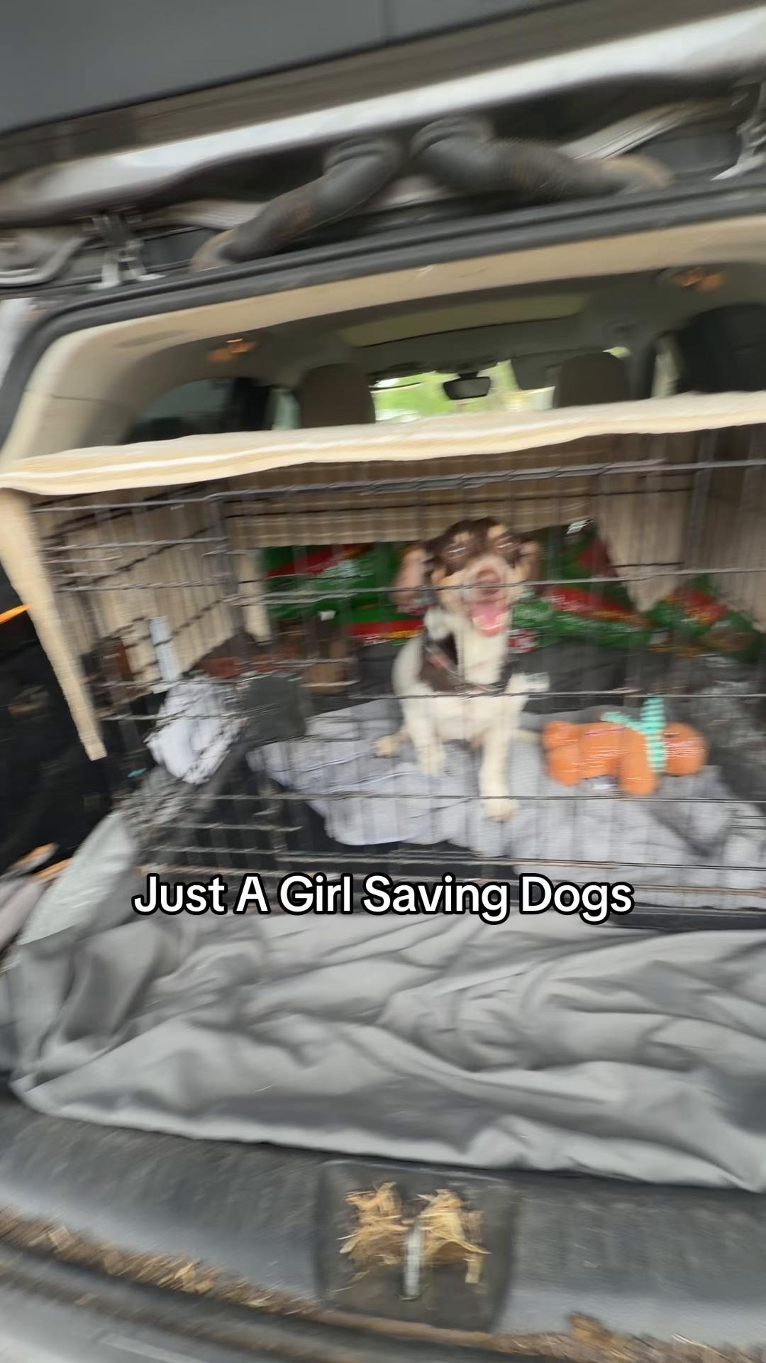 @Just A Girl Saving Dogs