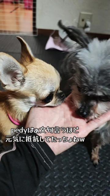 @しまい
