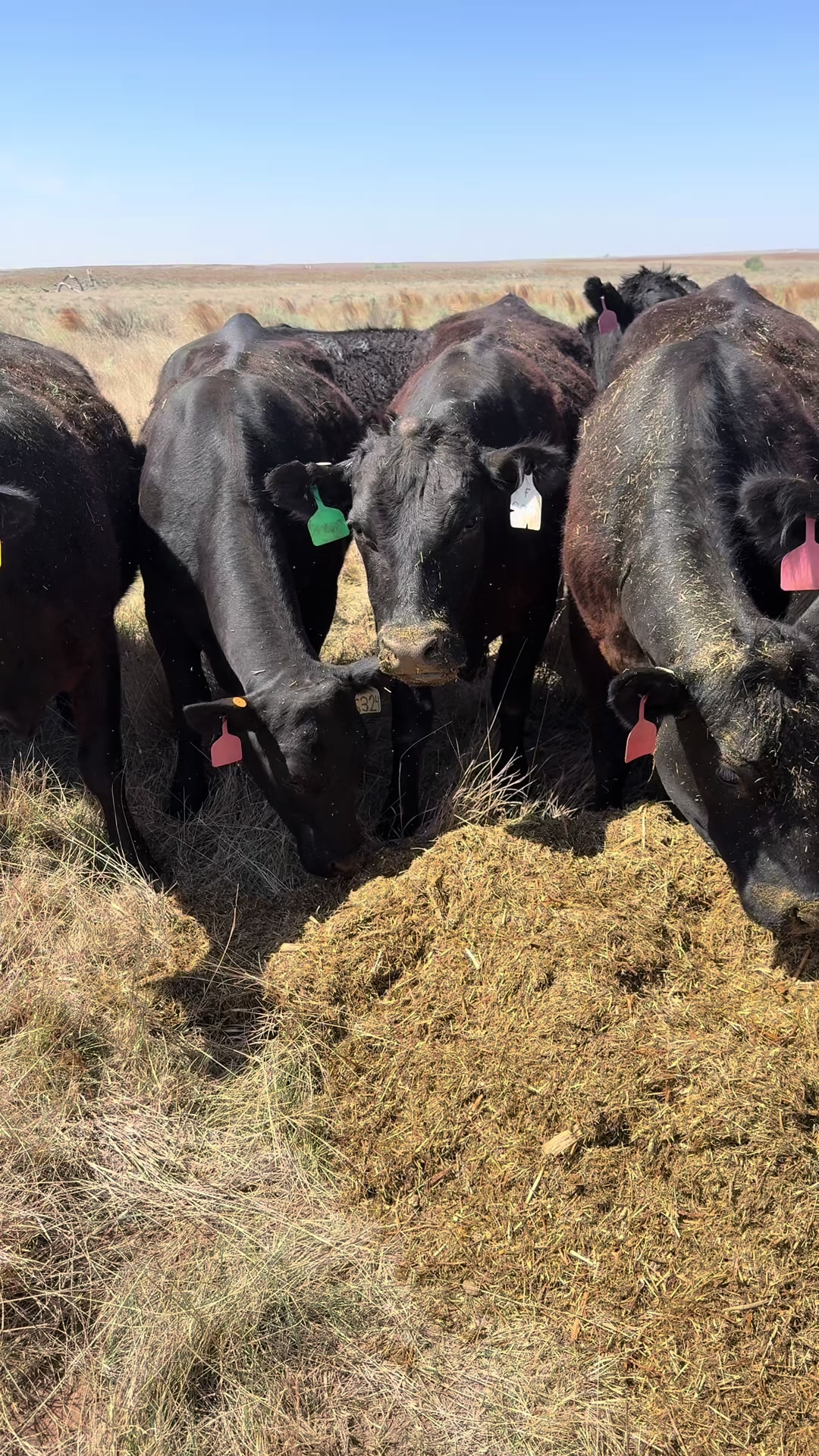 @McKinneyLandCattle