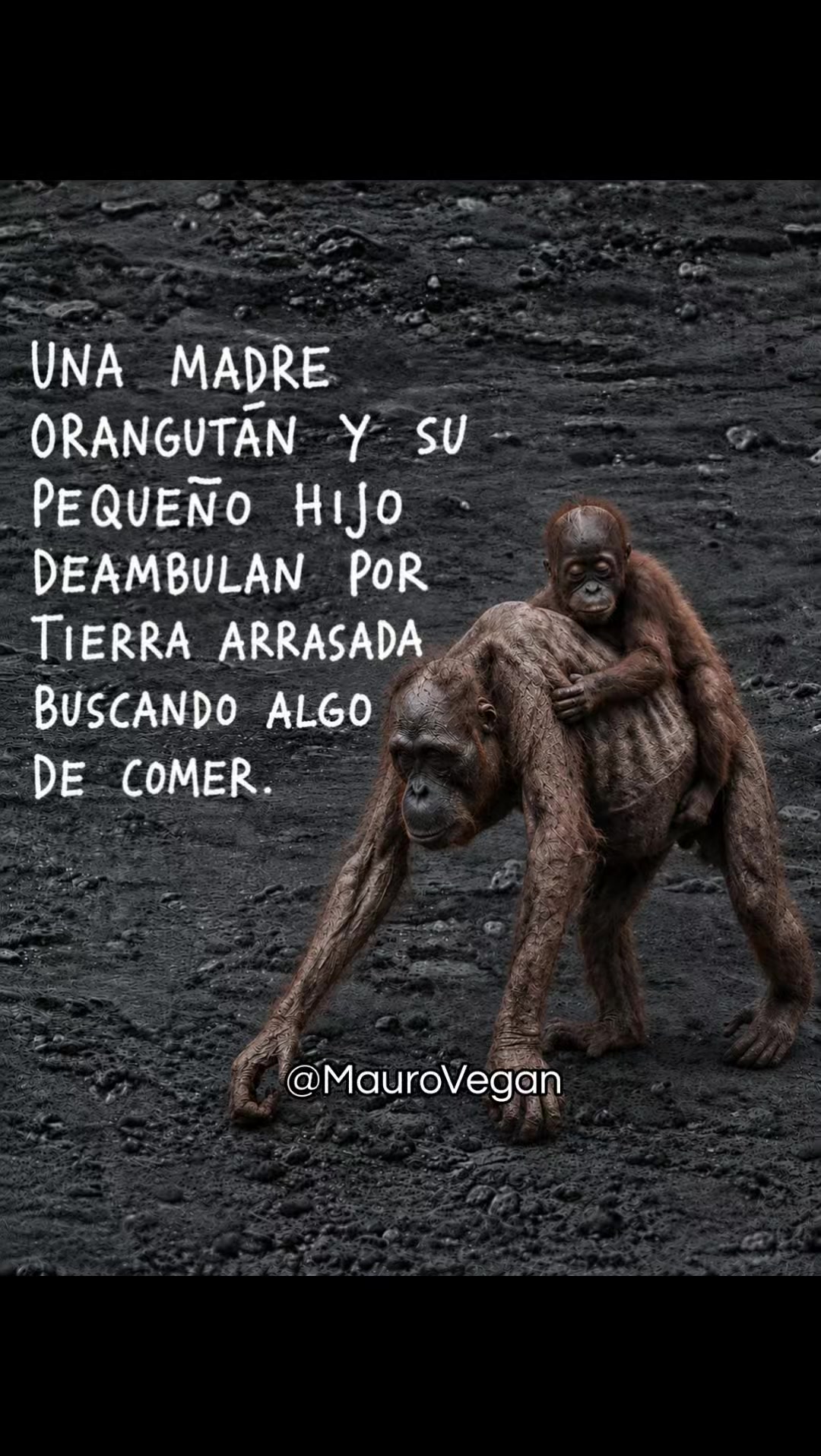@Mauro Vegan🐑