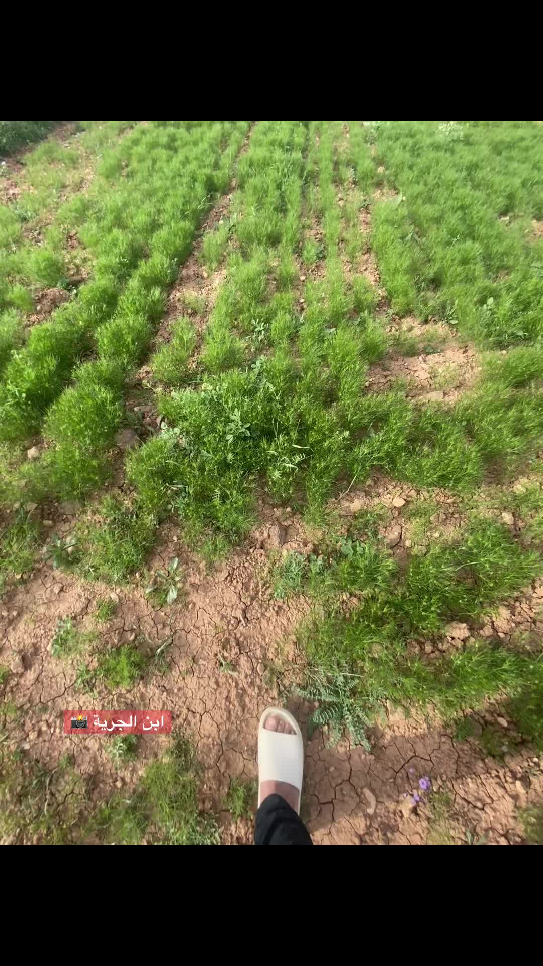 @أبن الجرية 📸
