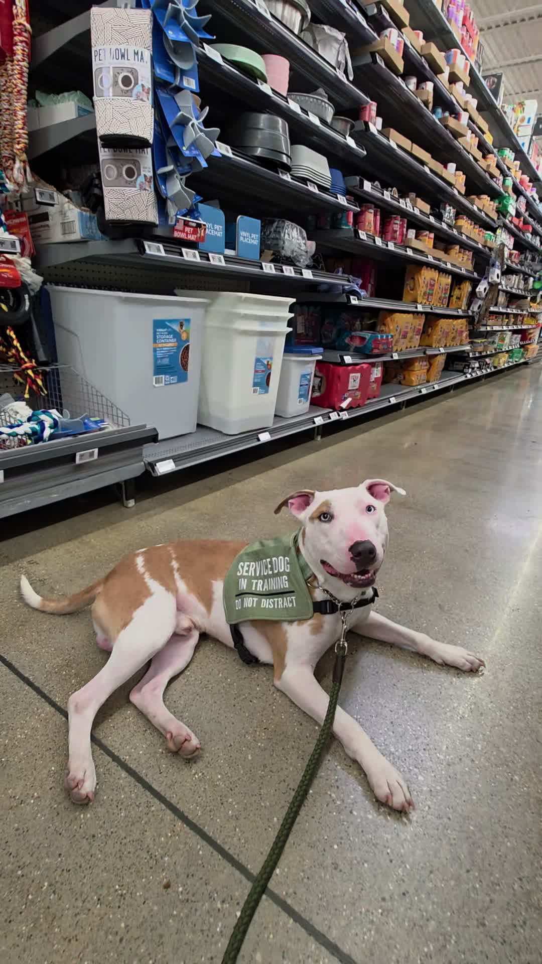@Canine Wonders Training