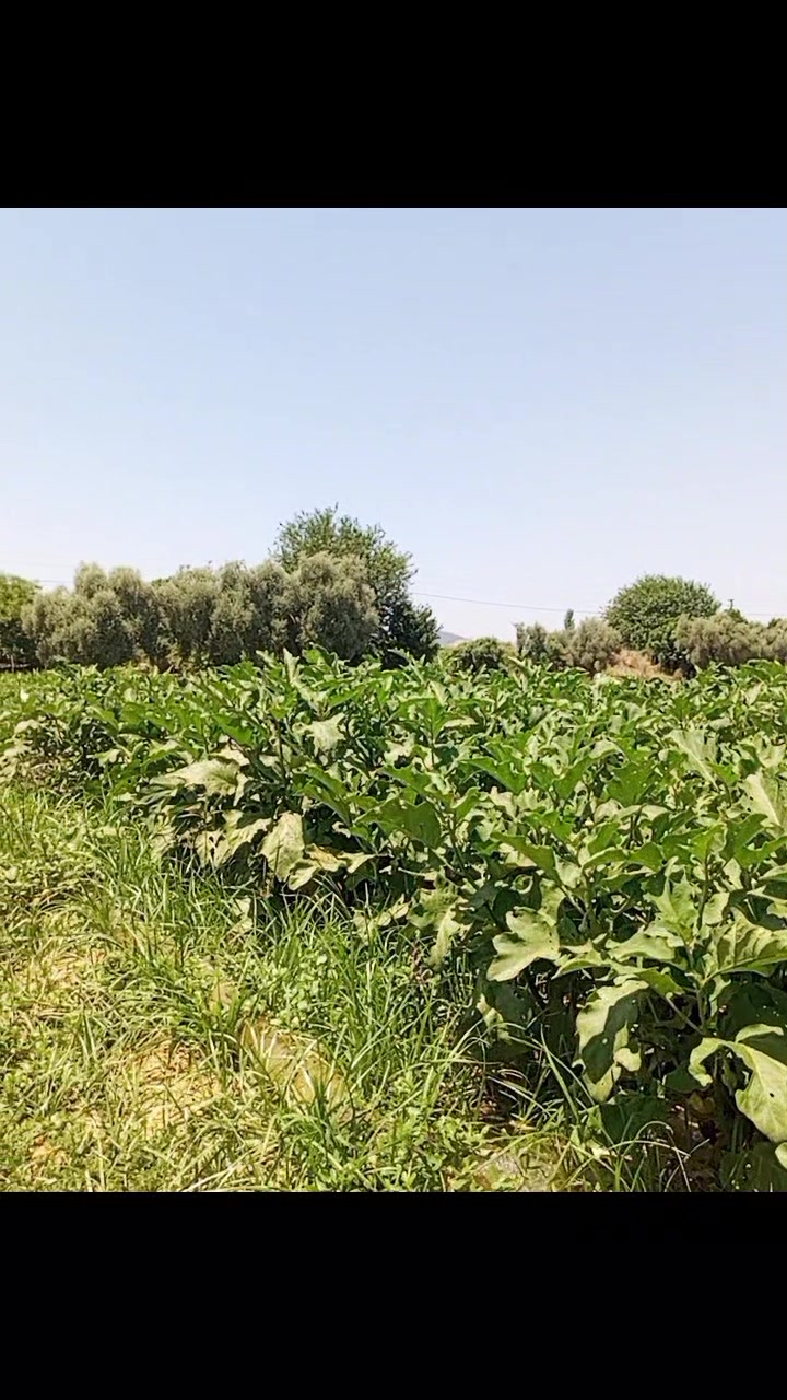 @karaman09