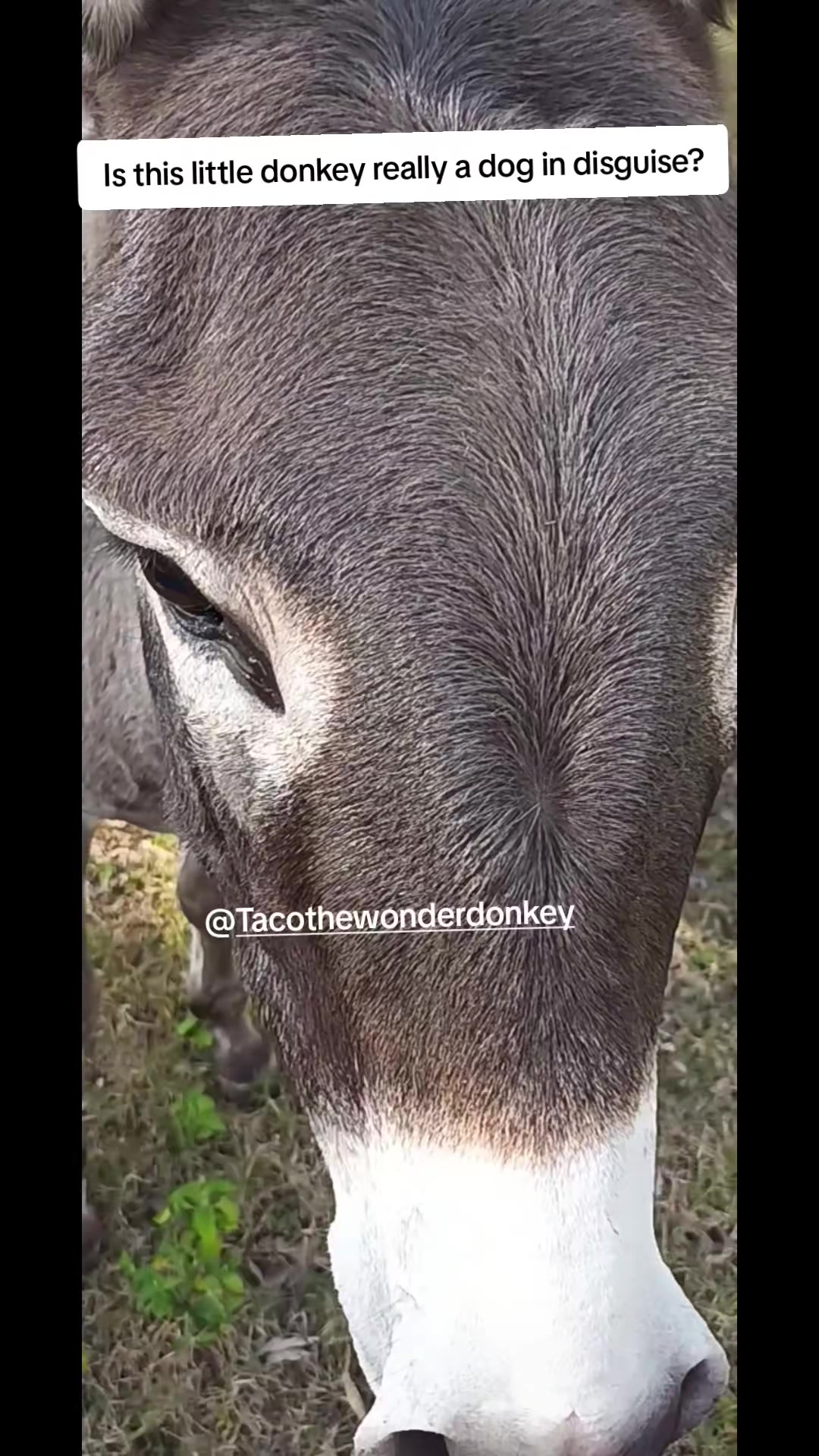 @Tacothewonderdonkey