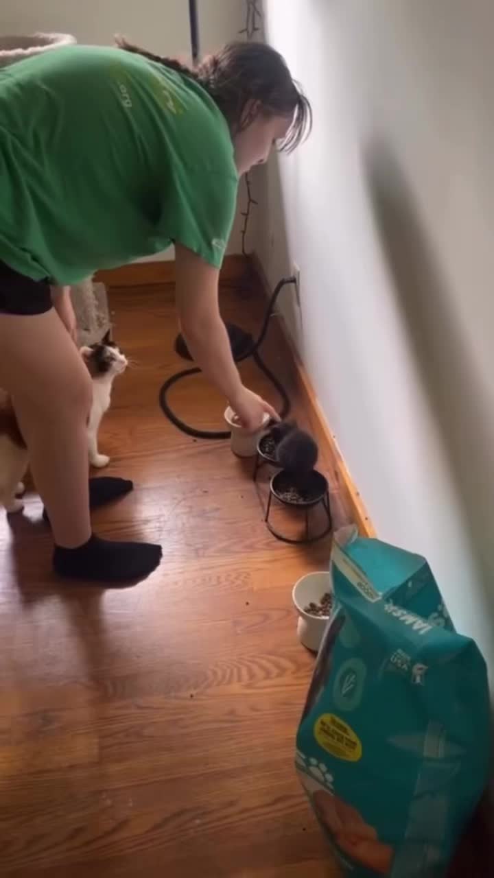 @cat moment