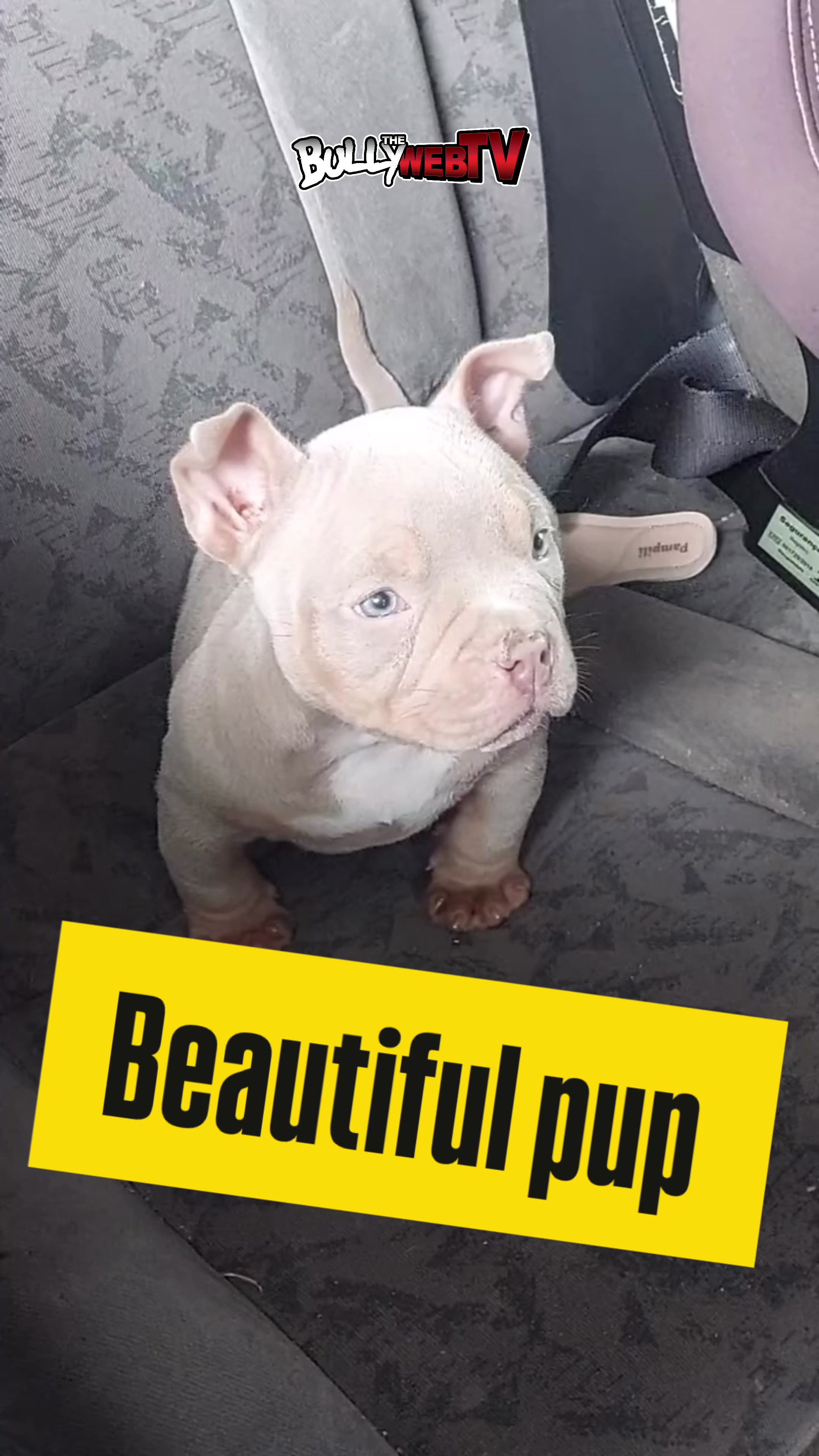 @Official_BullyWebTV