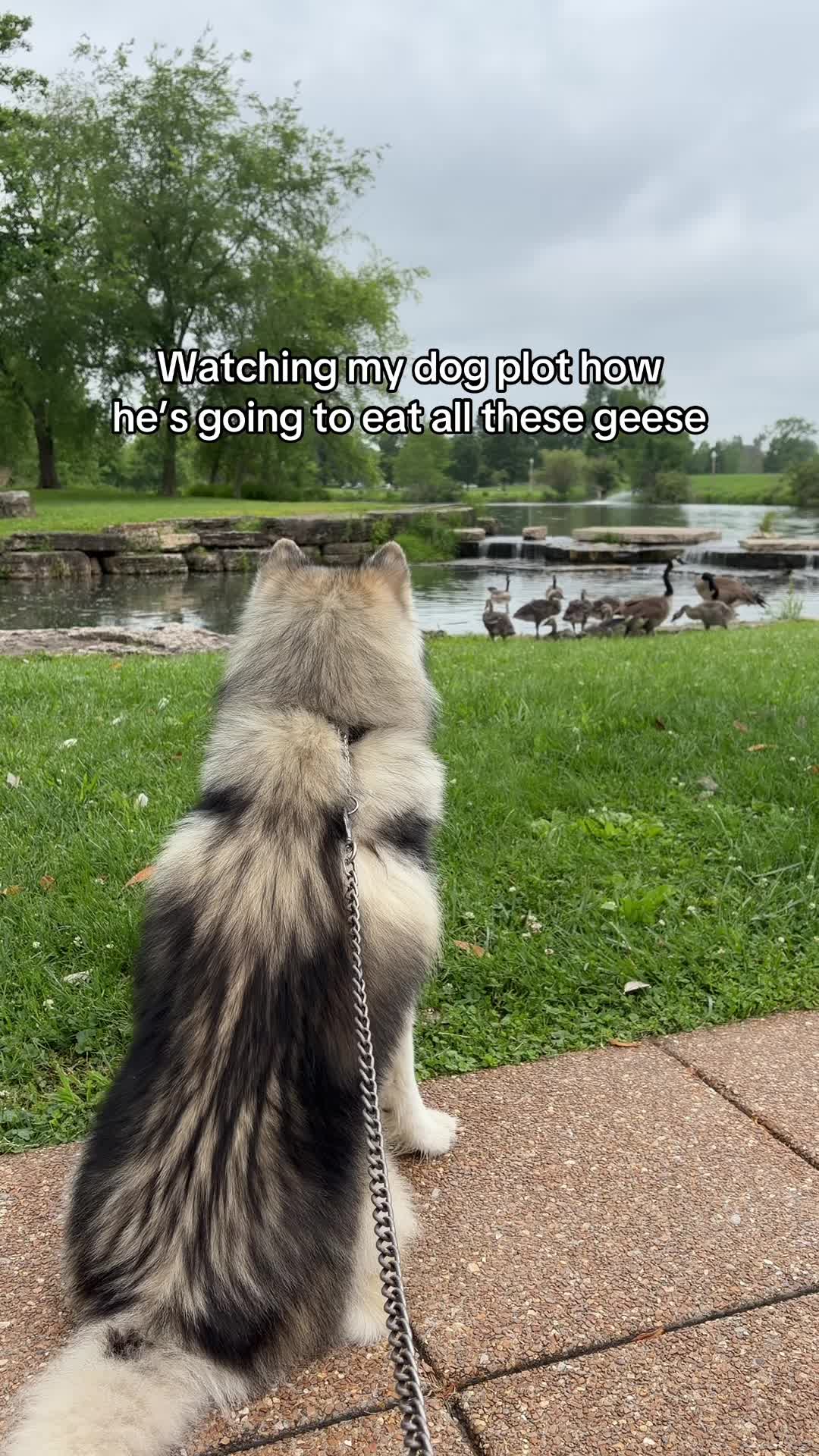 @Echo The Husky