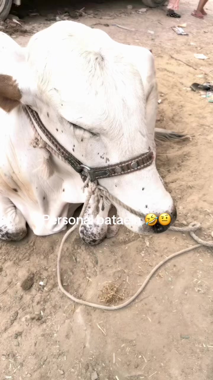 @✴&deg;  🎀  𝐻𝒶𝓃𝒾  🎀  &deg;✴