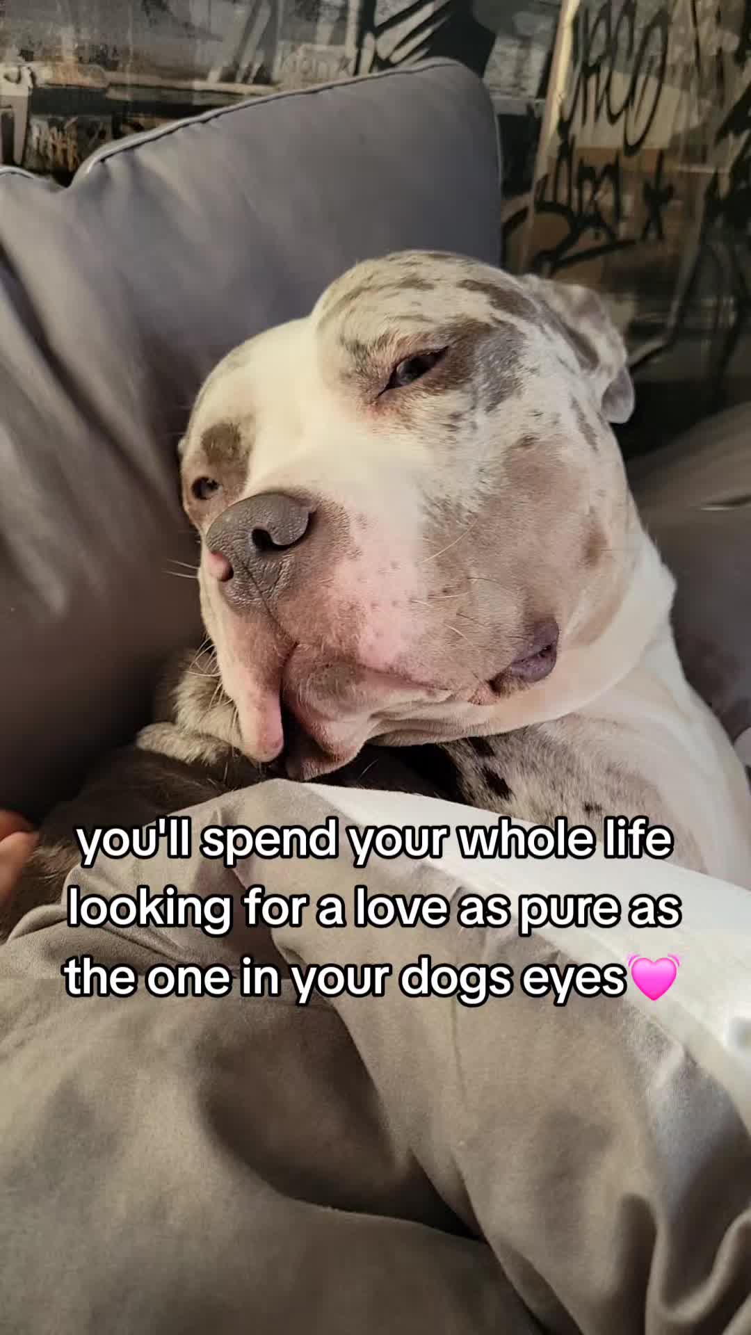 @kirsty+starlight the xl bully