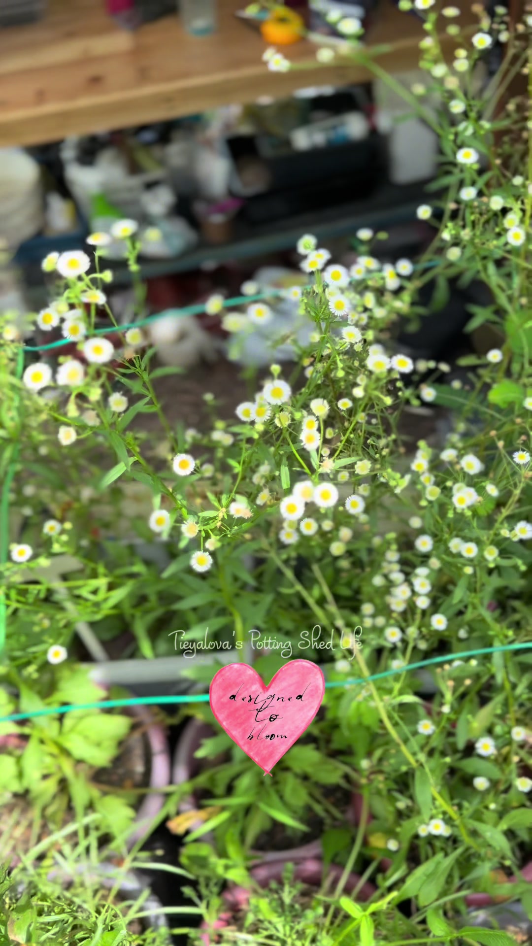@Tieyalova’s Potting Shed