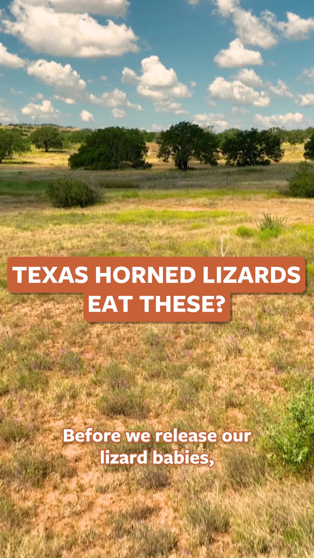 @Mutual of Omaha's Wild Kingdom