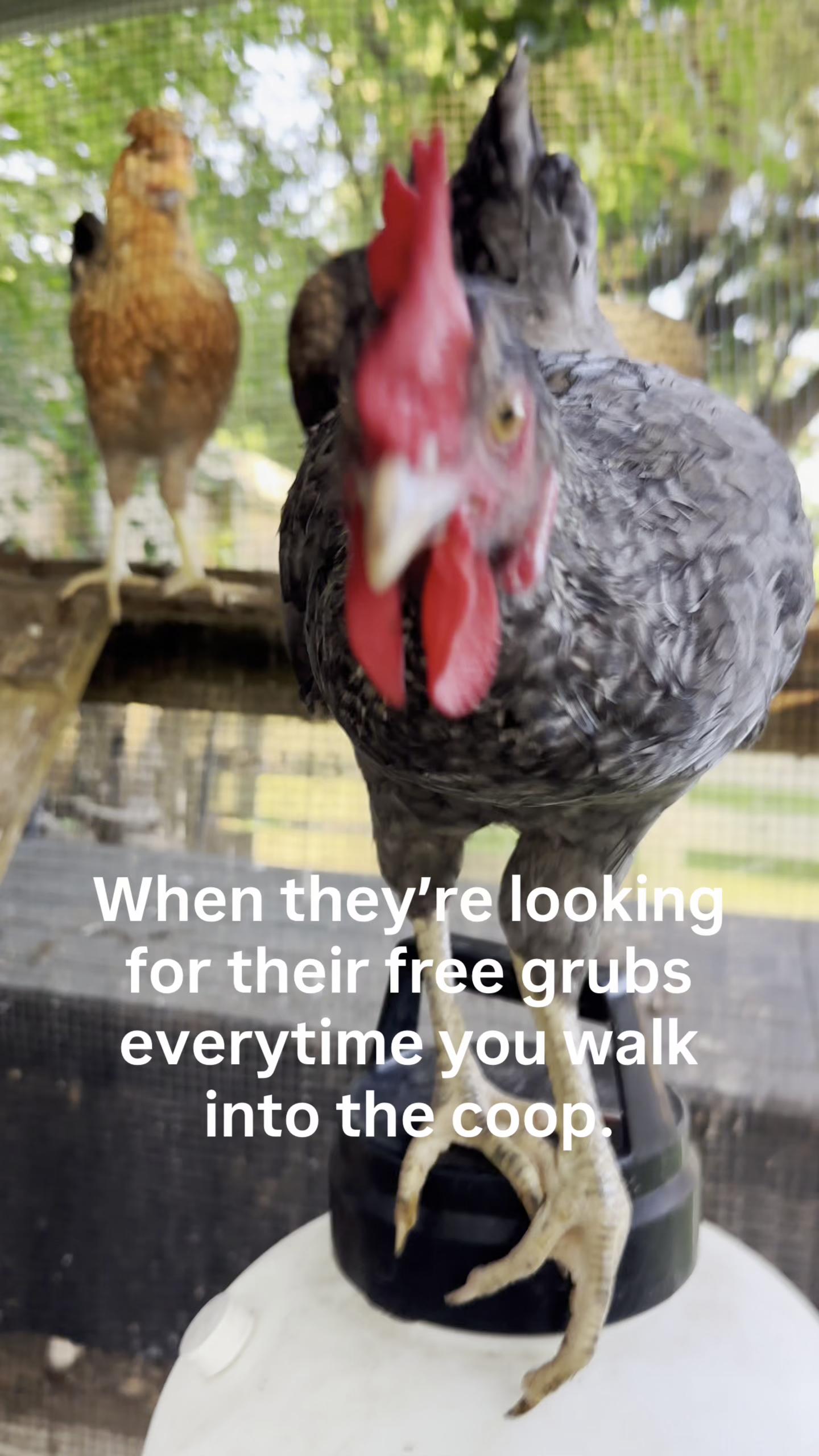 @Scratch and Peck Feeds