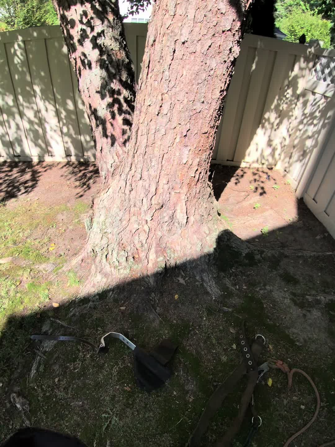 @Buzzsawtrees