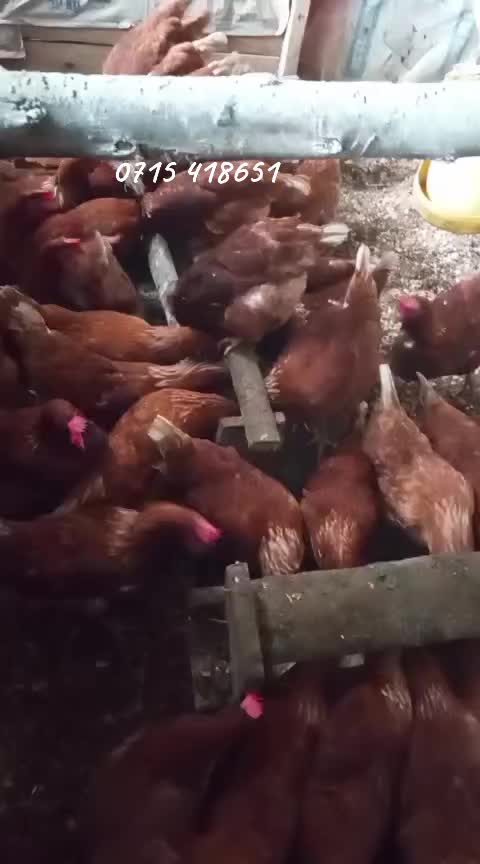 @stepfarm
