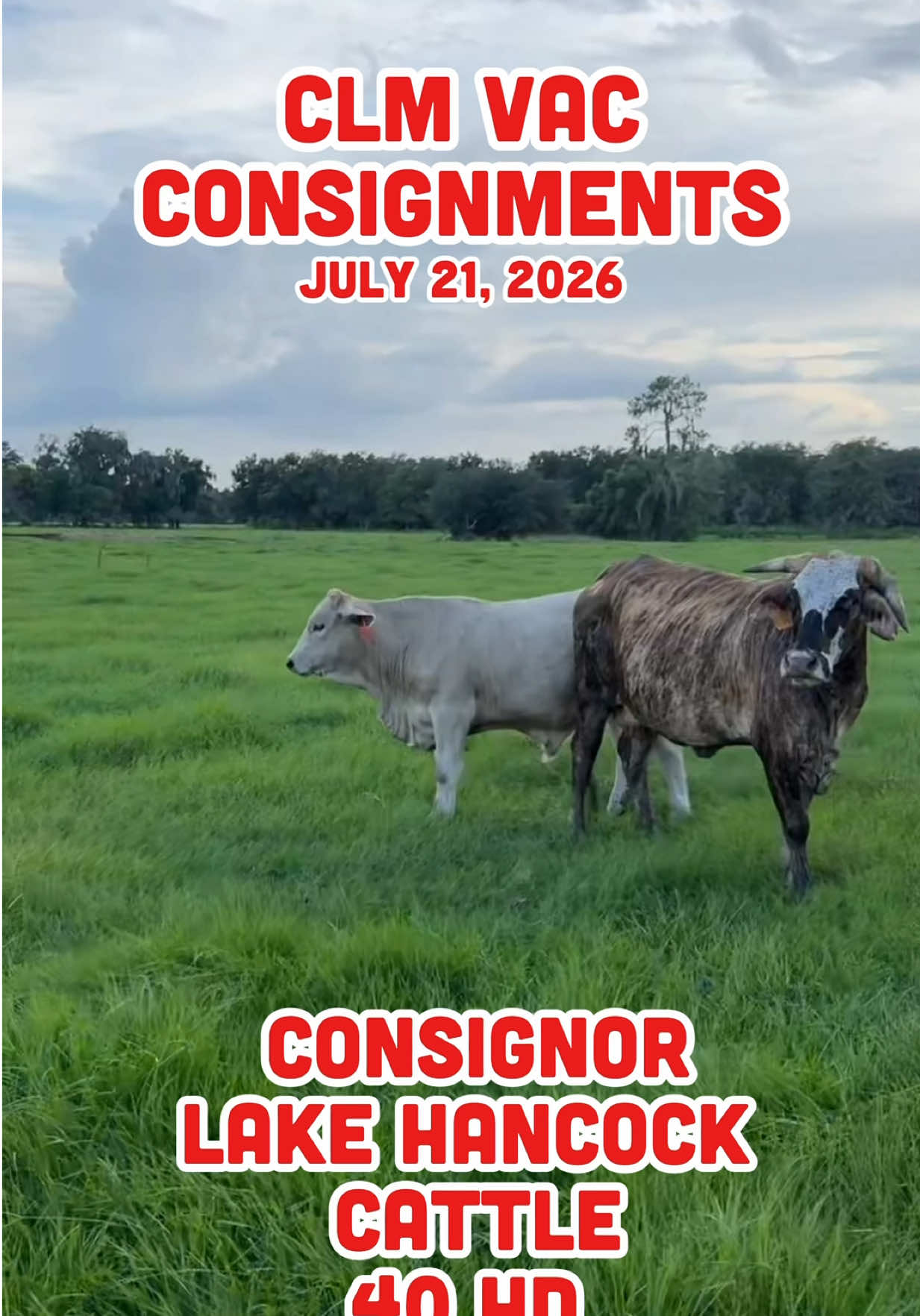 @Cattlemen&rsquo;s Livestock Market