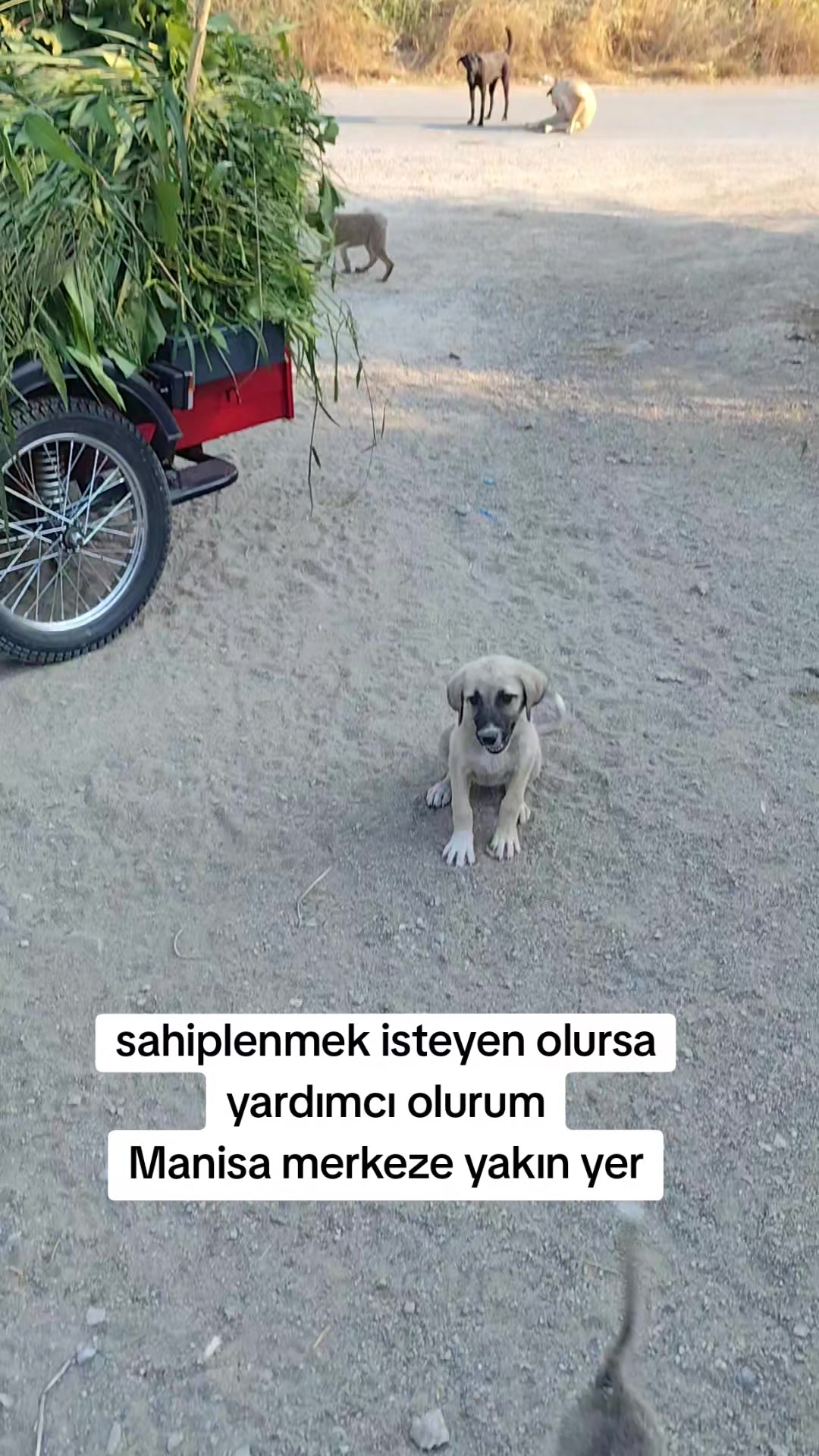 @PİSKO👉TOMBİK{45}