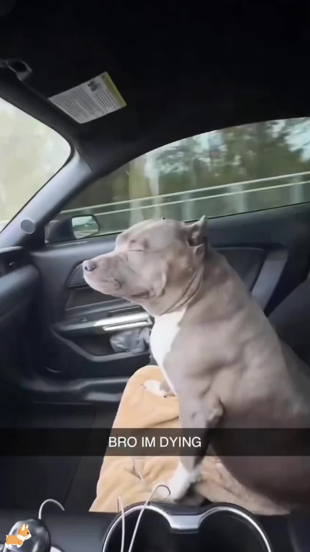 @SneakyFails
