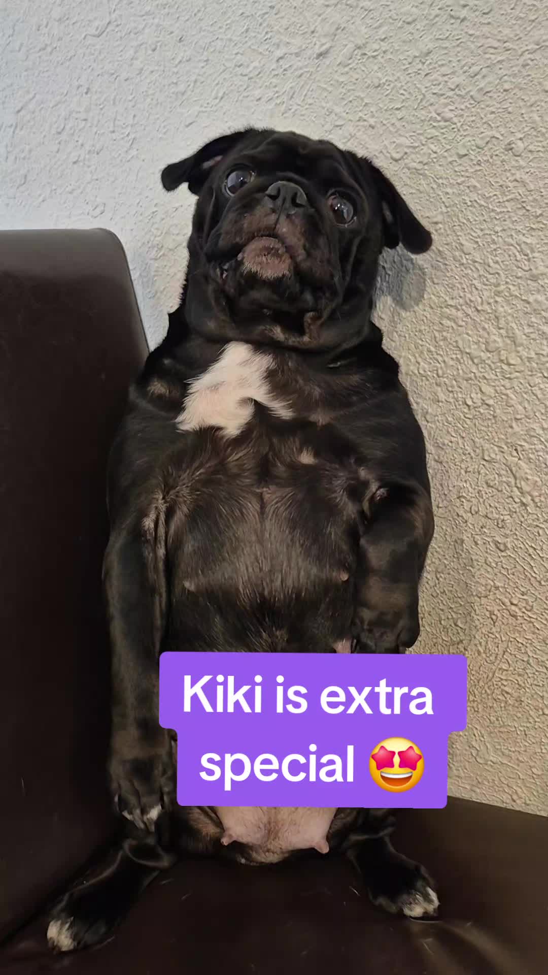 @Kiki&Cupid Thepugster