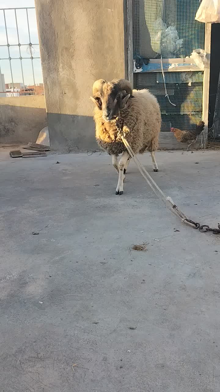 @😎😎 🐏🐏🫣🫣