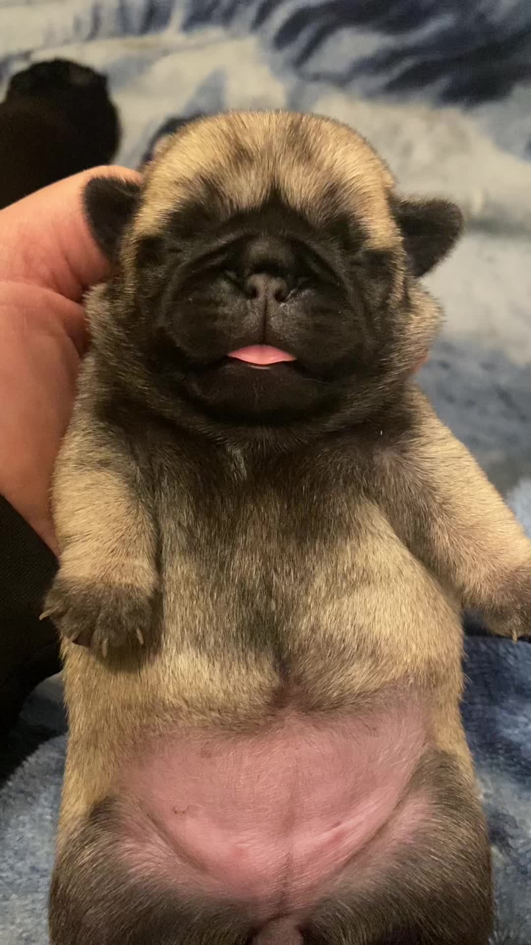 @Pugaddict