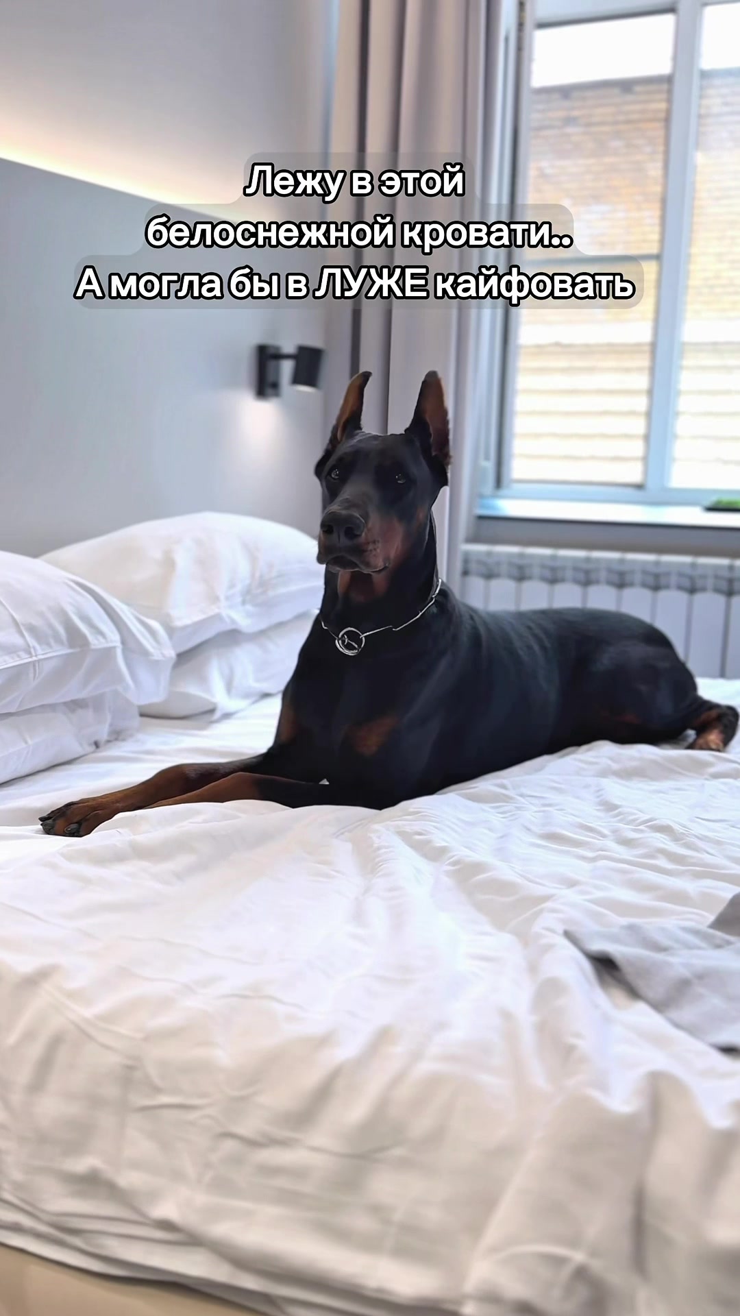 @Djudi_Doberman