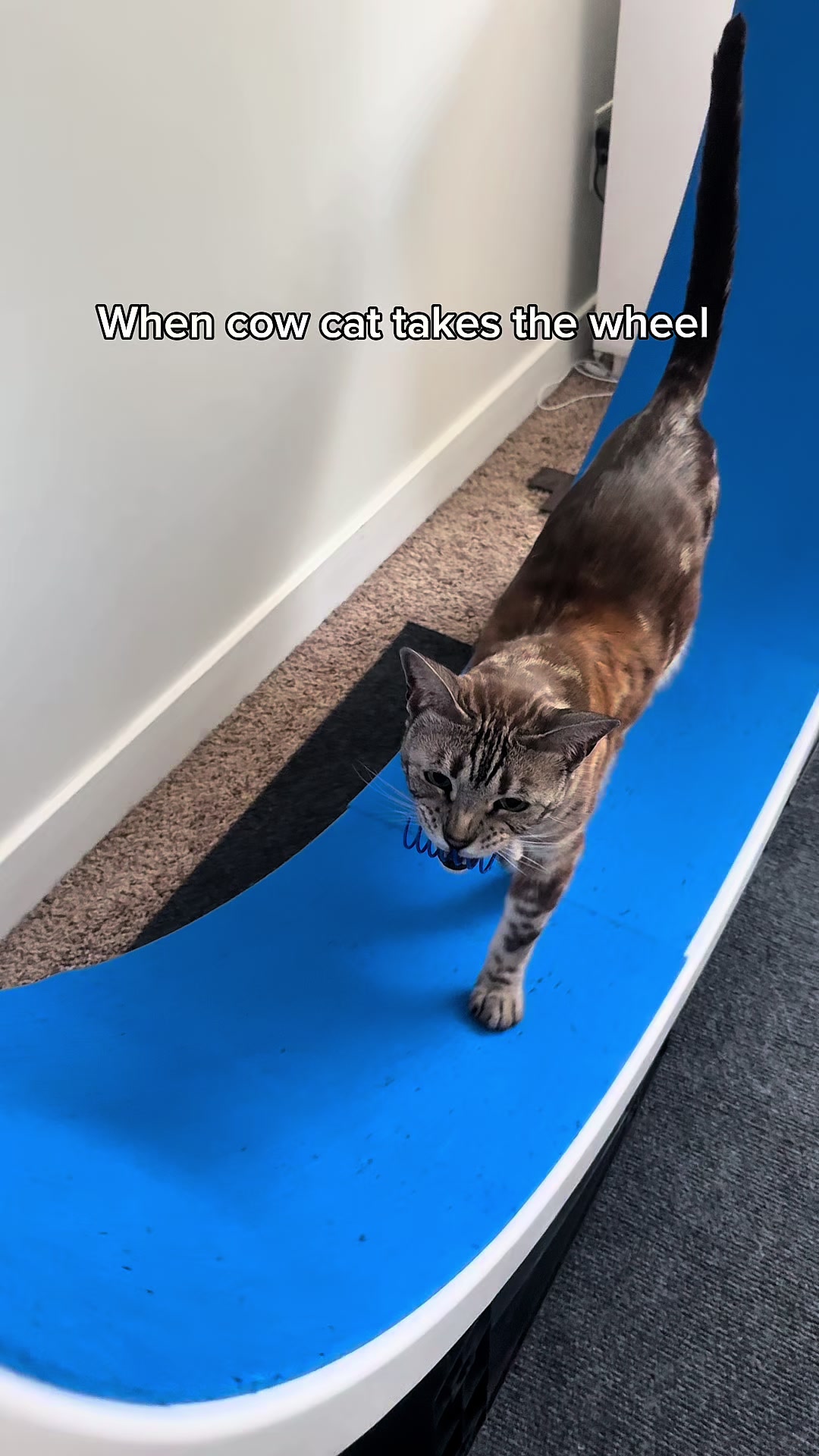 @Three Nawty Cats