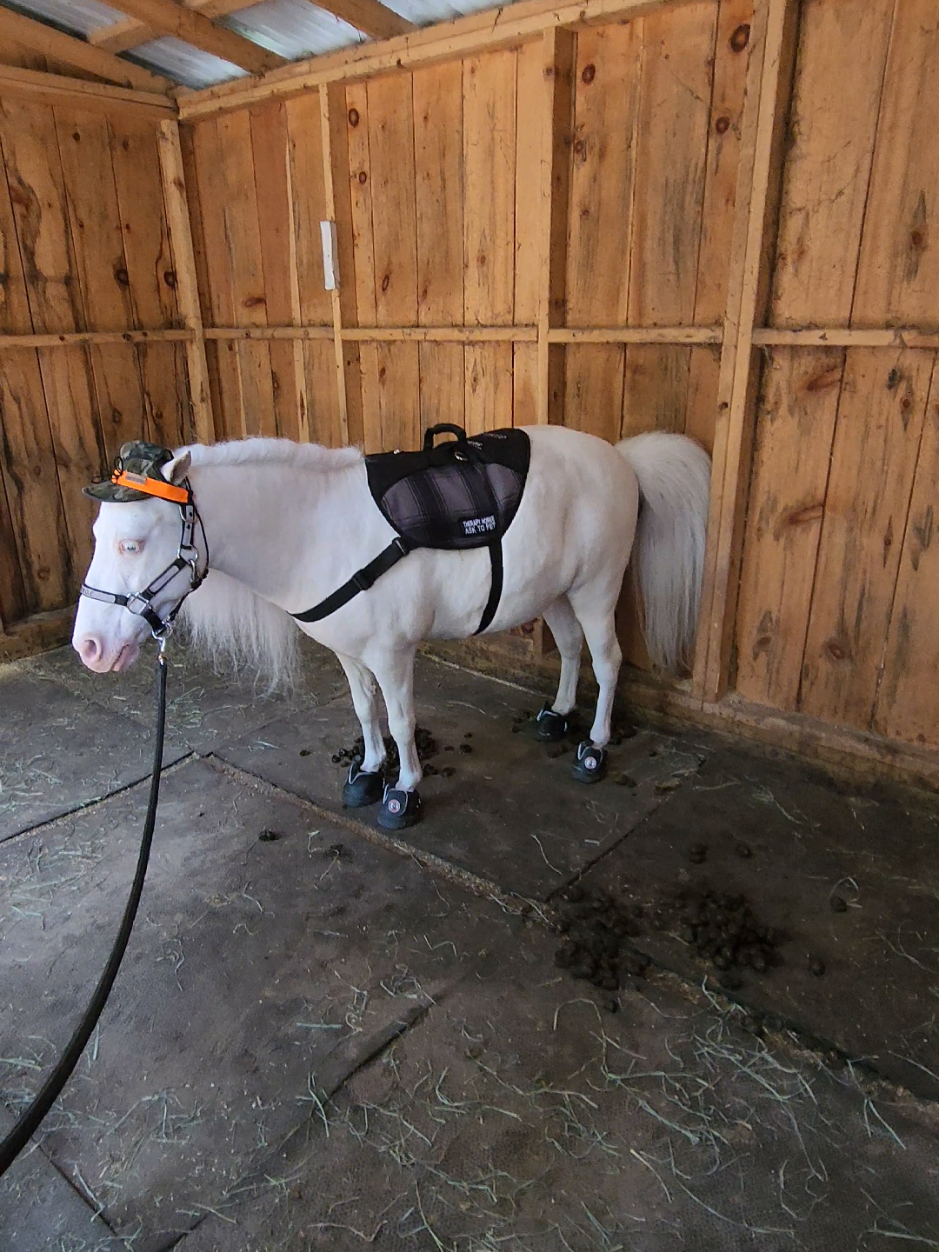 @minihorsemomandtrainer🐴🐴🐴🐴