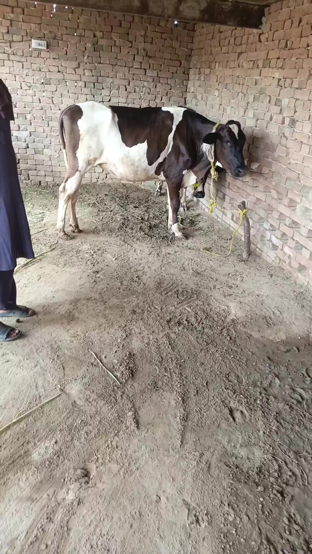 @Usmandairyfarmlayyah
