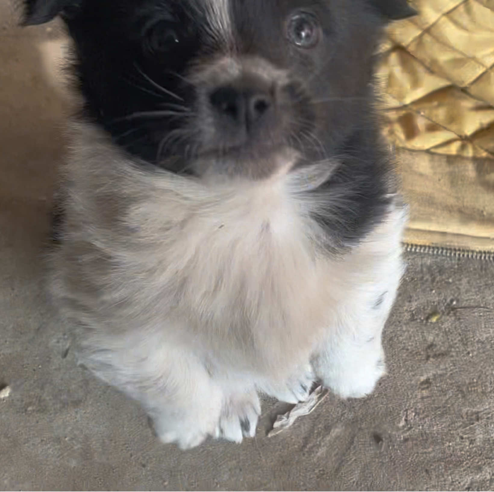 @Pet World Hub