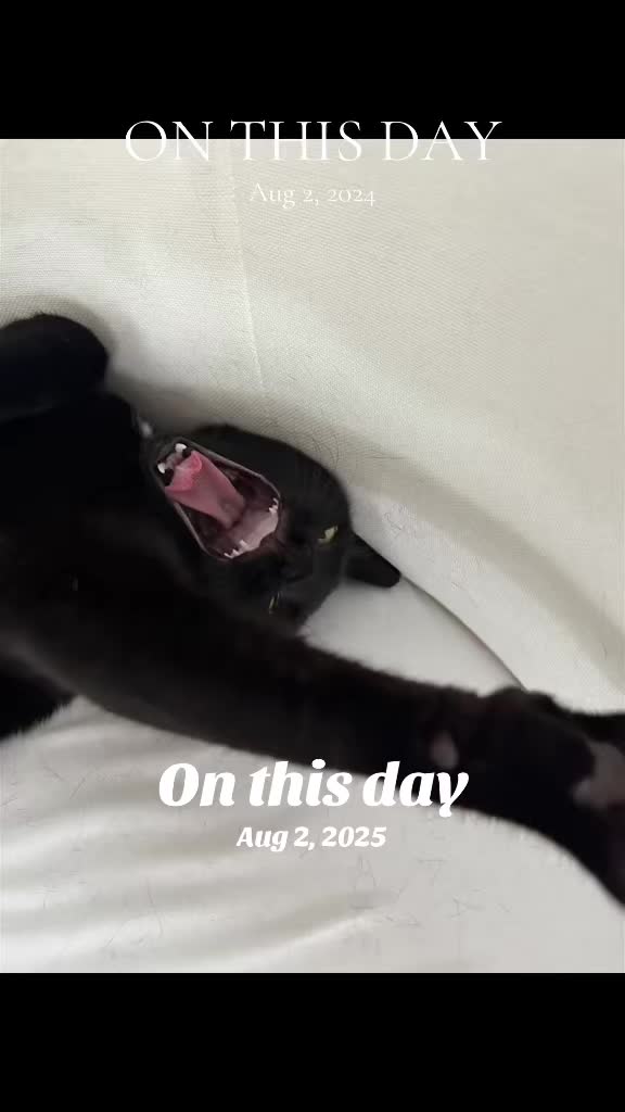 @Oscar Jeremy the cat!