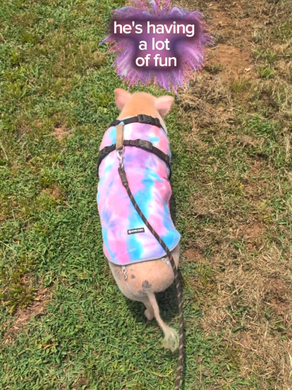 @OnePigHappyFamily