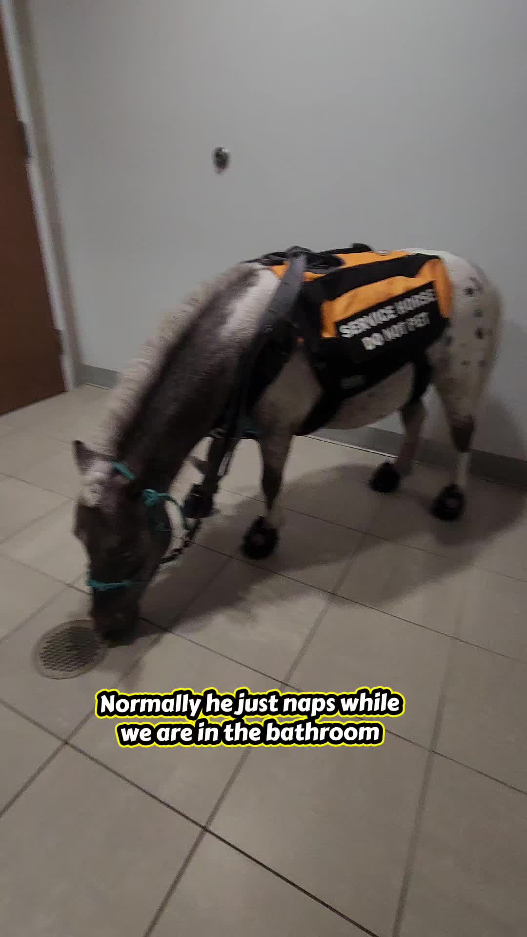 @minihorsemomandtrainer🐴🐴🐴🐴