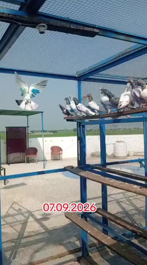 @🇩🇪 چھت جرمنی والی چونڈہ 🇵🇰