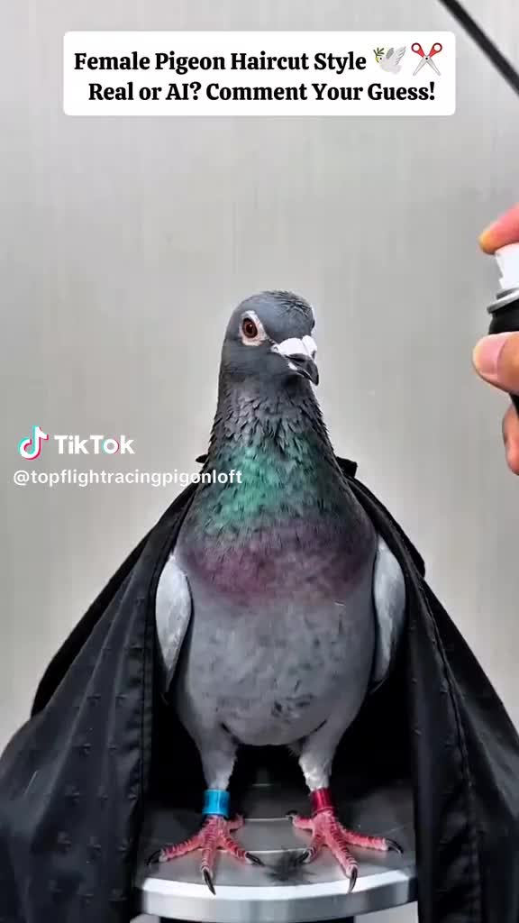 @Nolluke