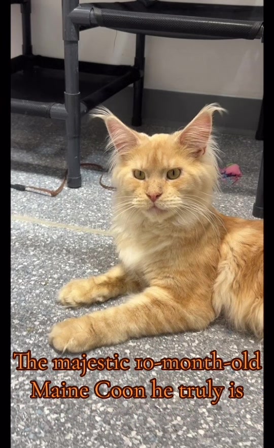 @The Fur Seasons Feline Rescue