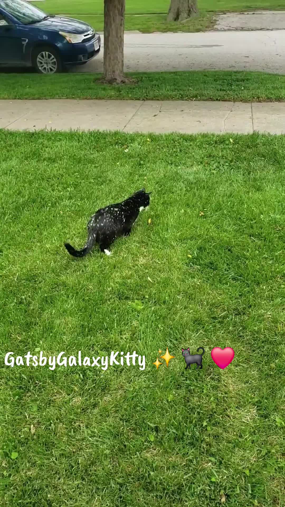 @gatsbygalaxykitty