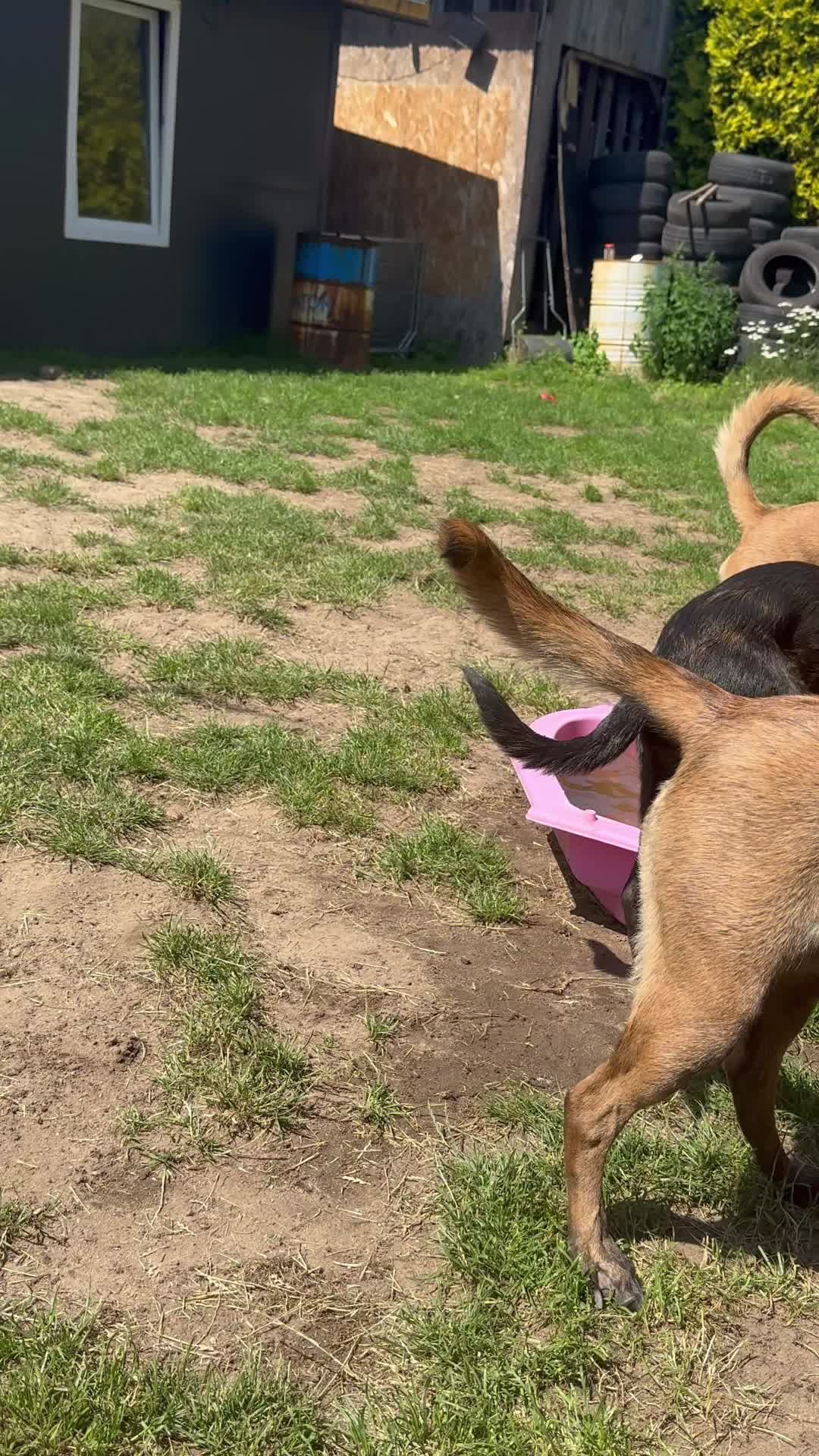 @k9spartan