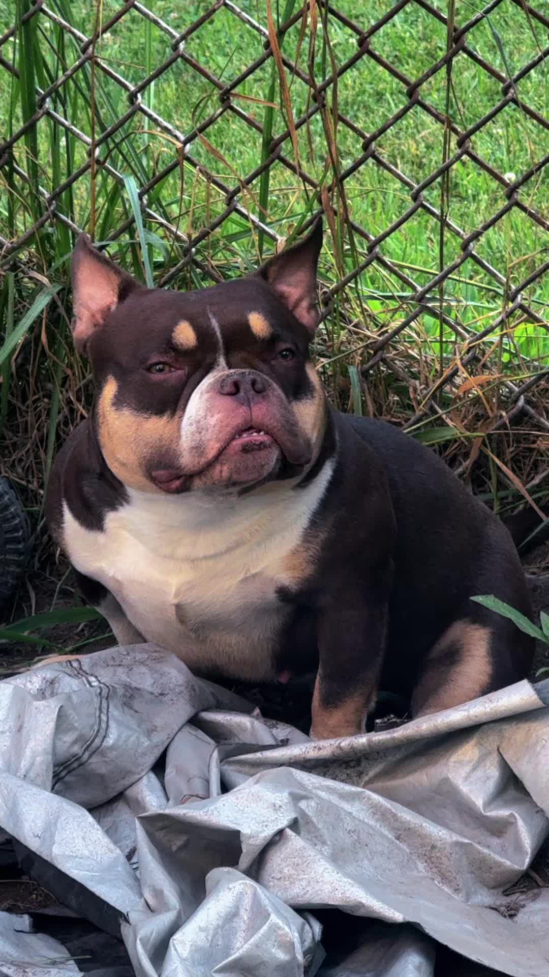 @NoCapBullys