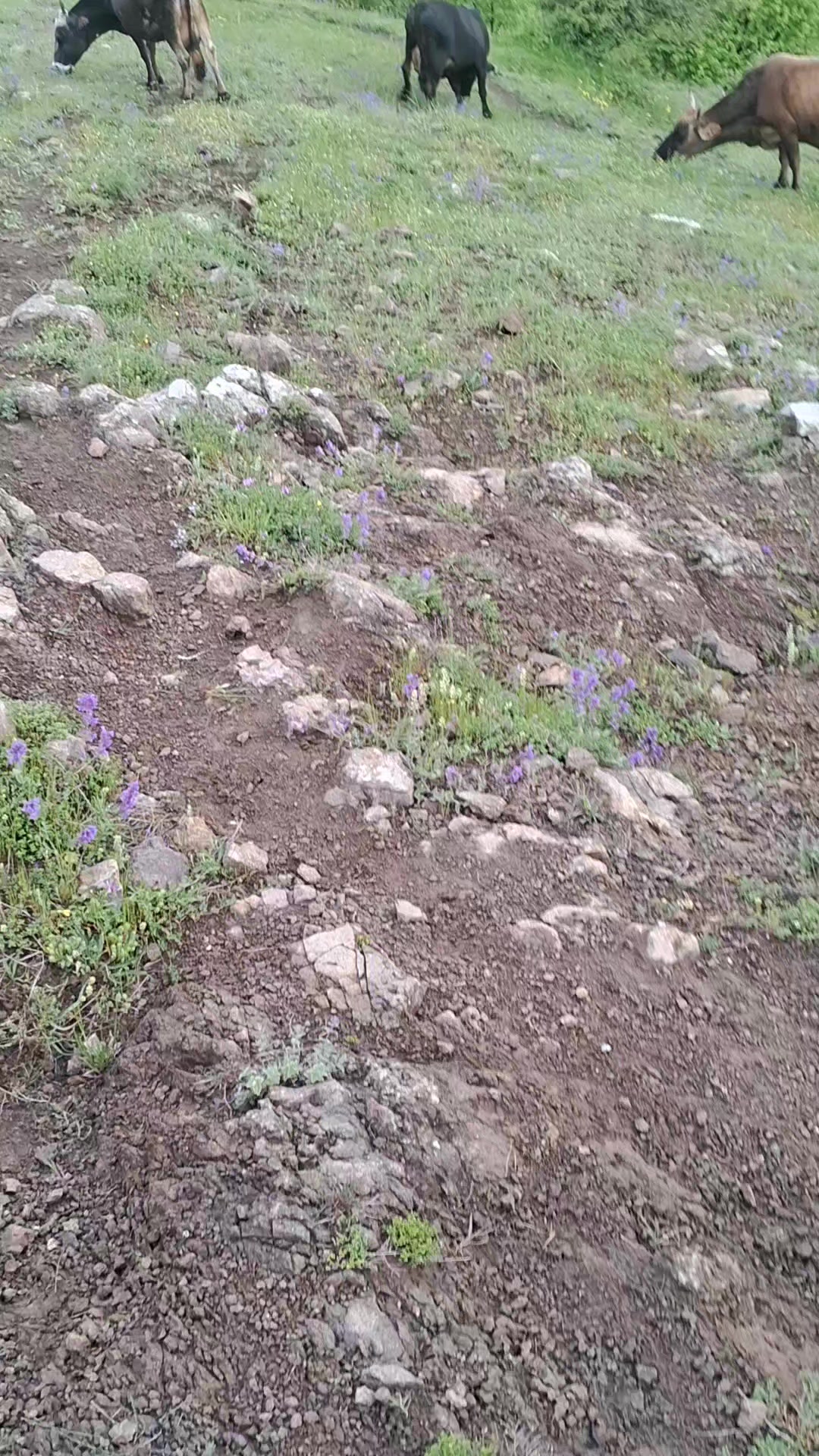 @Rövşən 060çeşməli