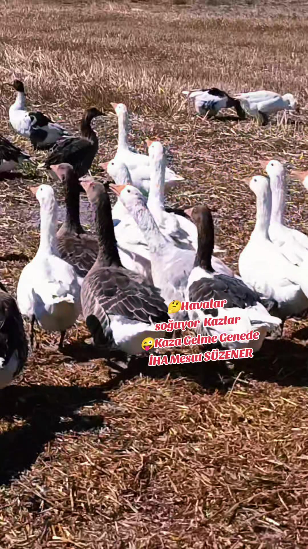 @mesut s&uuml;zener