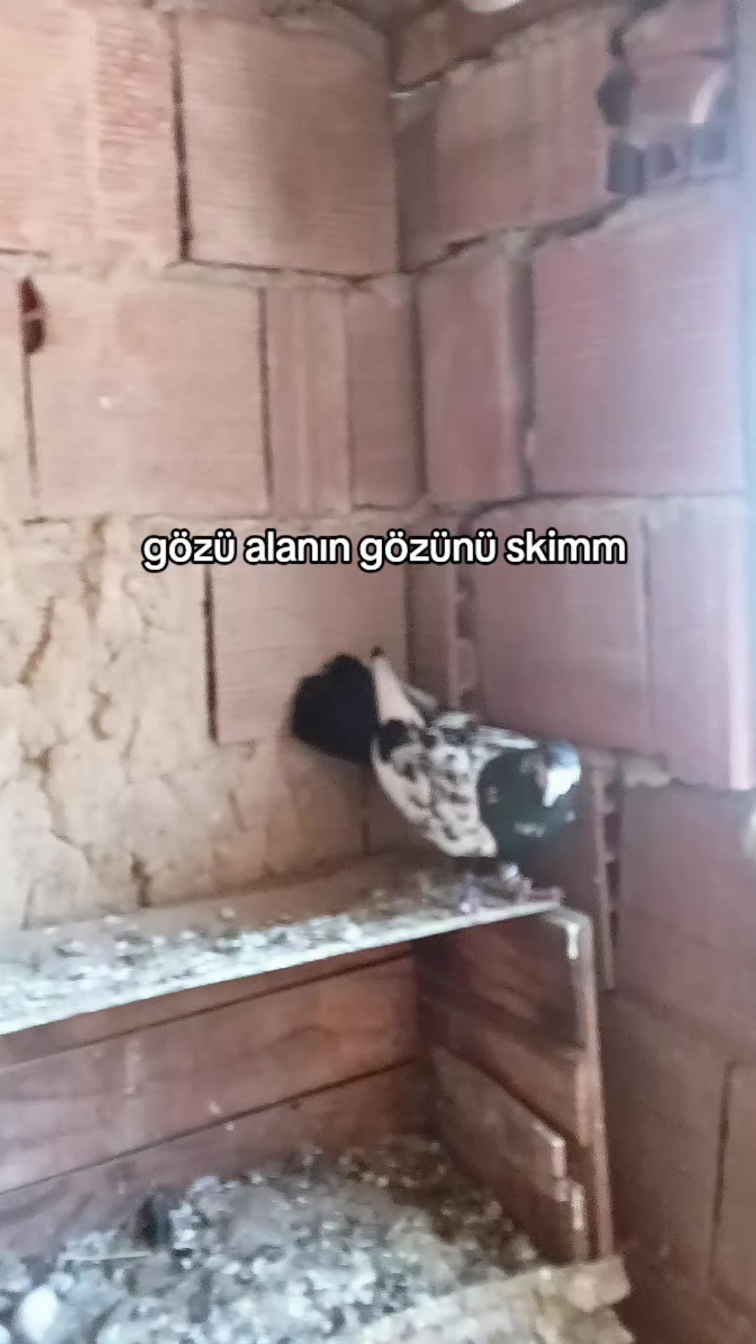 @🇹🇷͜͜͡͡✯