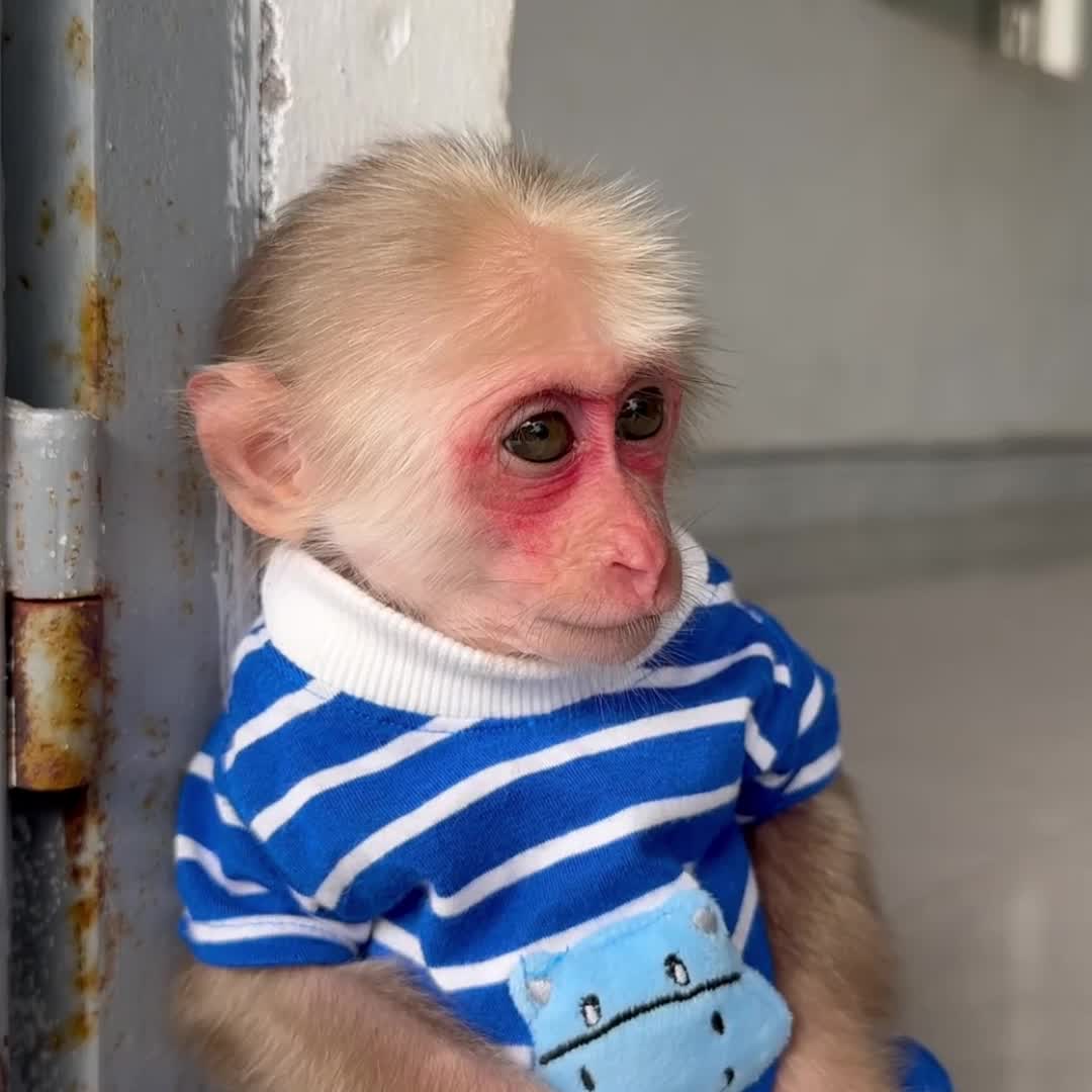 @Monkey TP