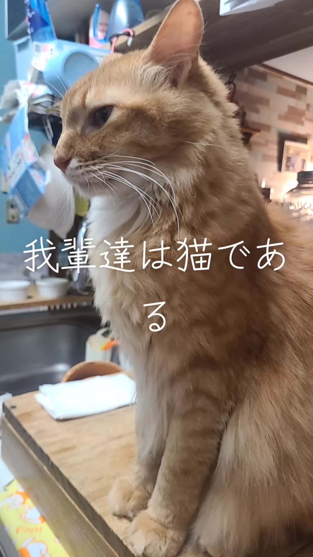 @沙亜代