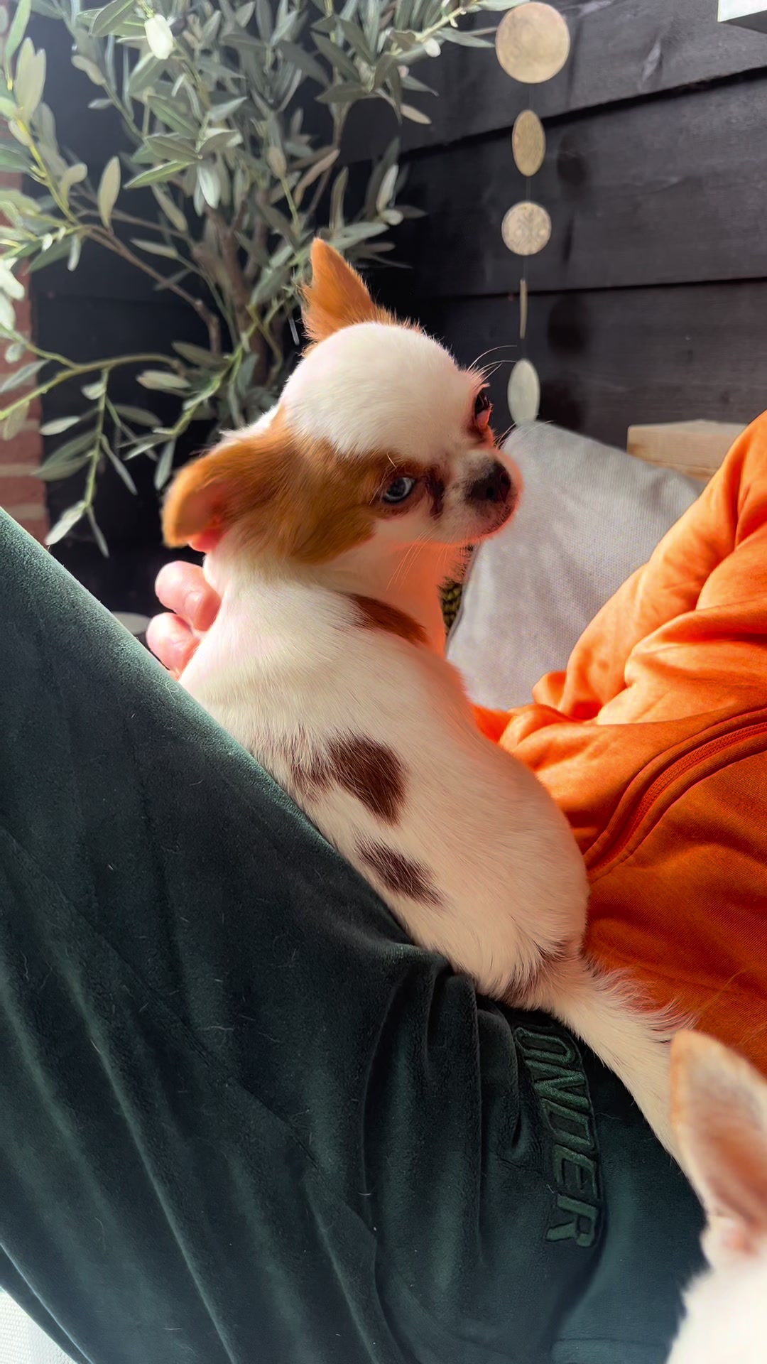 @Danielle |(chihuahua)mama 🐕🩵