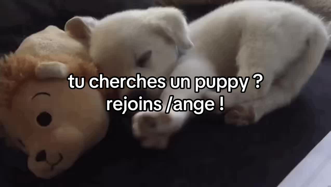 @/ange 🪽