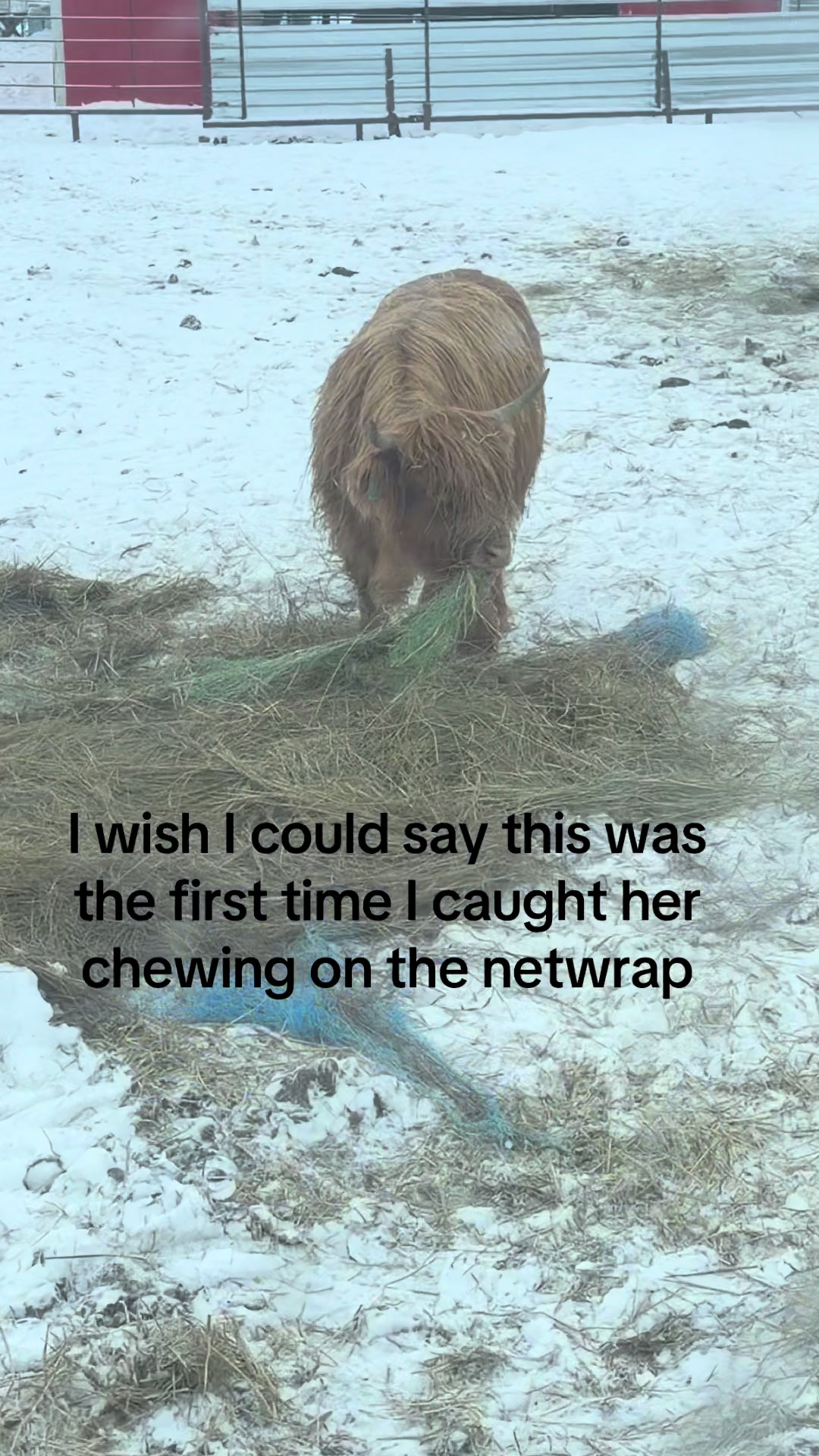 @cattleman840